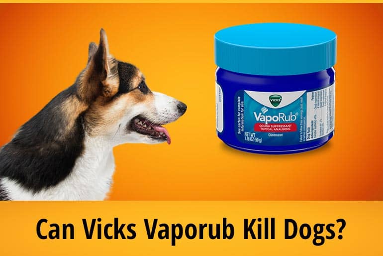 Can Vicks VapoRub Kill Dogs? ZooAwesome
