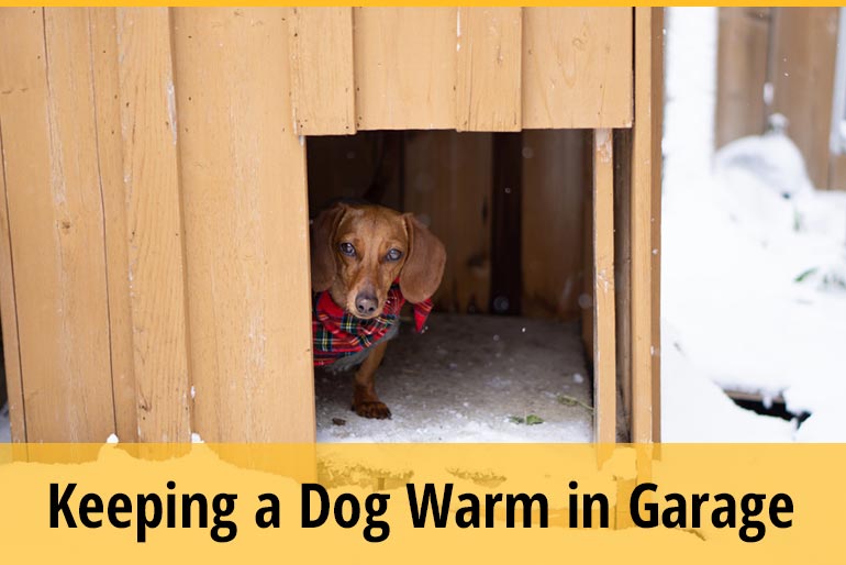 How To Keep a Dog Warm In The Garage During Winter? ZooAwesome
