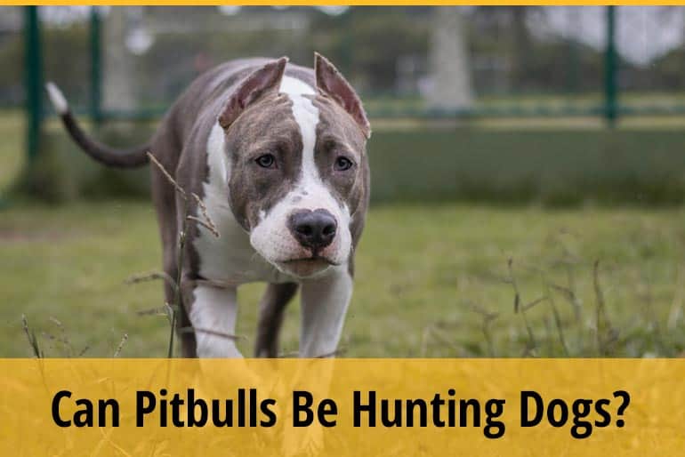 Can Pitbulls Be Hunting Dogs? ZooAwesome
