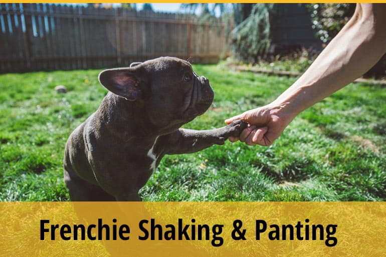 Why Is My Dog Shaking And Panting at Louise Mack blog