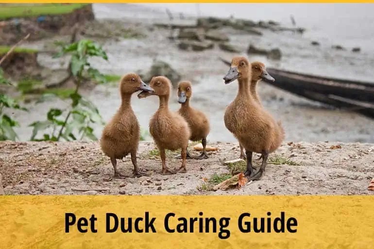 Caring for Duck Companions A Complete Guide for New Owners ZooAwesome