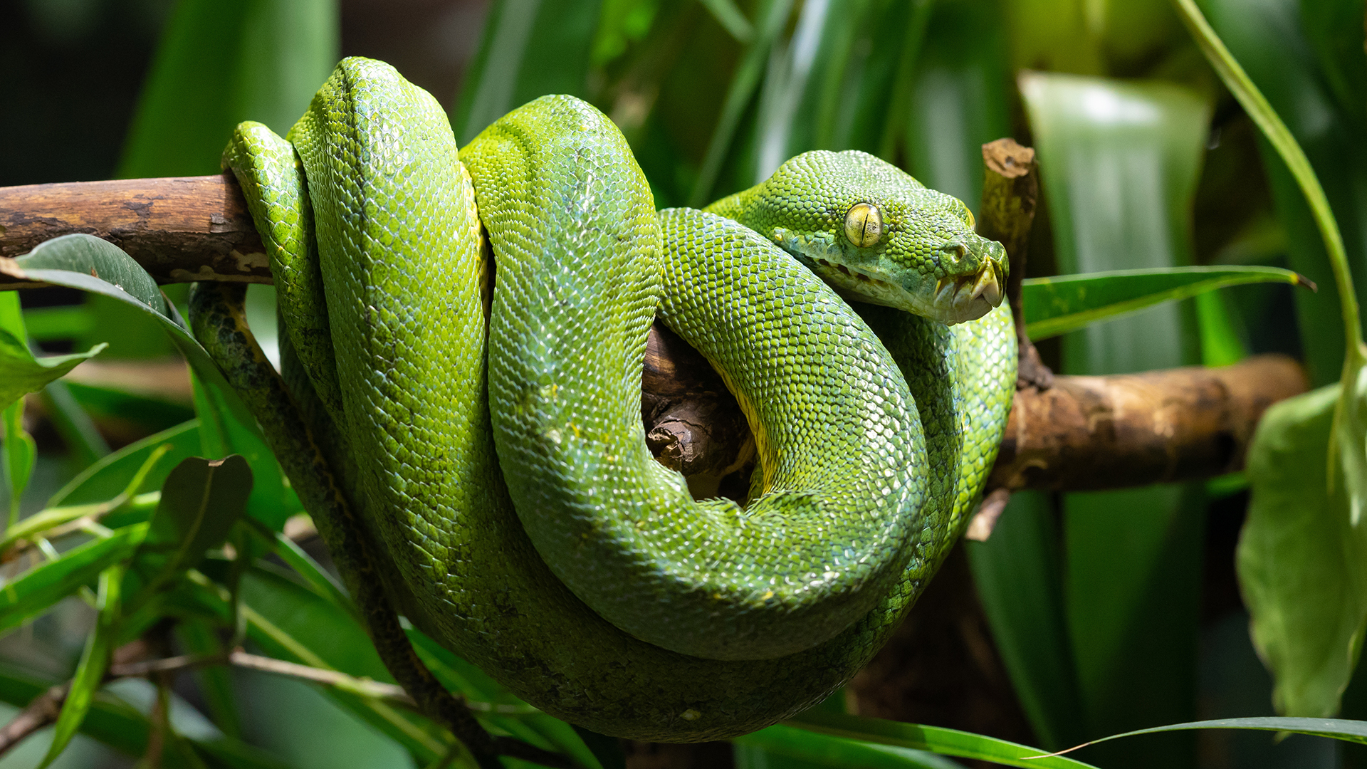 Green tree python Zoo Boise