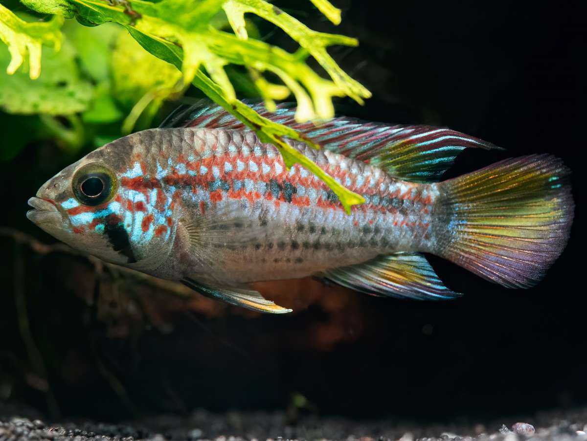 Apistogramma ortegai Papageien Zwergbuntbarsch bei ZOOBOX online