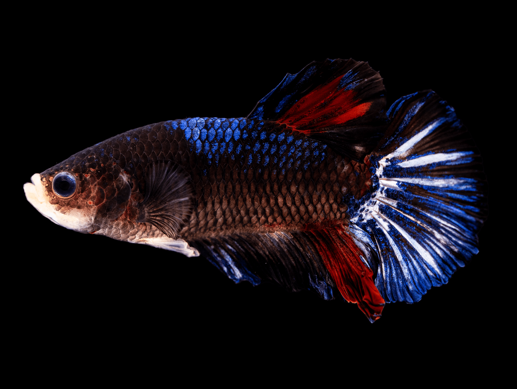 Betta splendens Siamesischer Kampffisch bei ZOOBOX