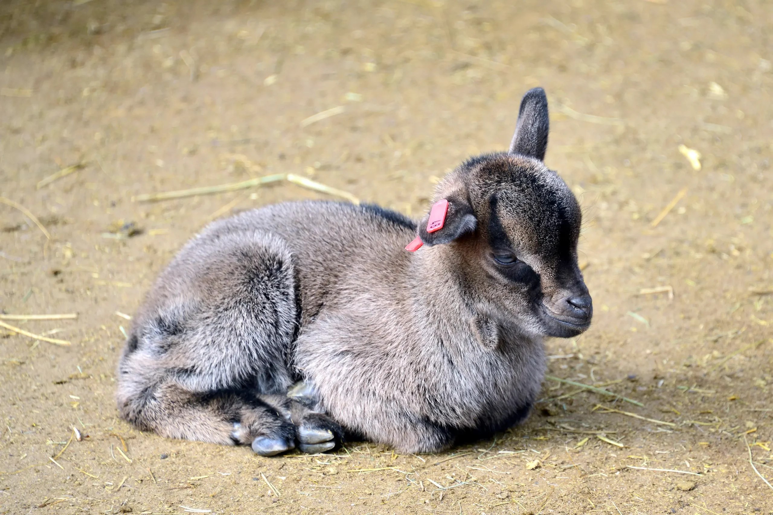 Lambs and Kids in the Petting Zoo Budapest Zoo