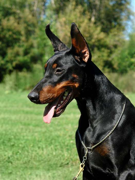 Доберман глазами ветеринарного врача доберман, купировка хвоста ушей