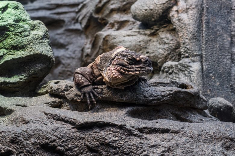 Kentucky Reptile Zoo Coupons 2020