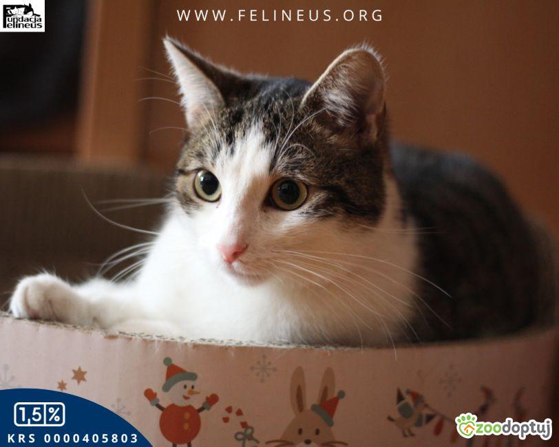 Orbit kot do adopcji Rzeszów Zoodoptuj.pl