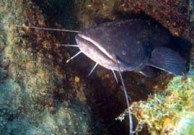 сколько рыба живет в сети. Смотреть фото сколько рыба живет в сети. Смотреть картинку сколько рыба живет в сети. Картинка про сколько рыба живет в сети. Фото сколько рыба живет в сети сколько рыба живет в сети. Смотреть фото сколько рыба живет в сети. Смотреть картинку сколько рыба живет в сети. Картинка про сколько рыба живет в сети. Фото сколько рыба живет в сети