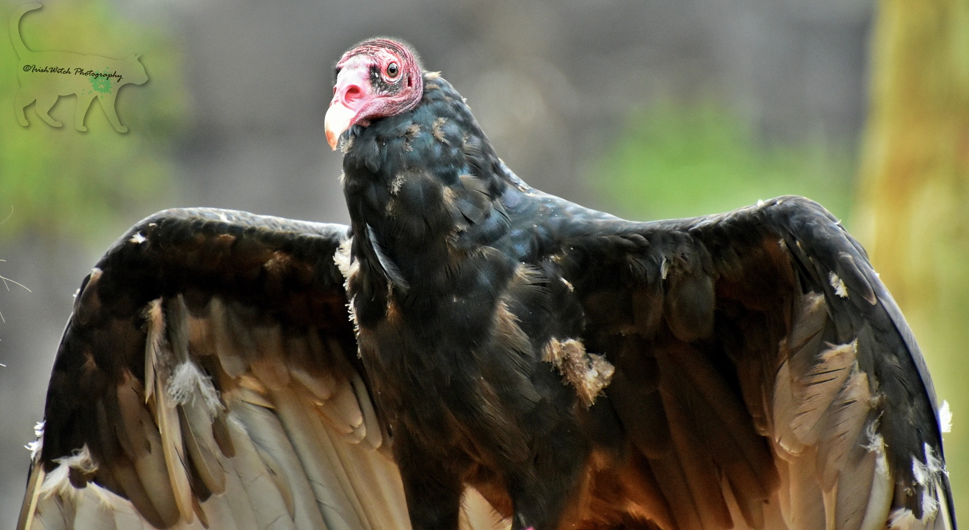 Zoo Idaho Turkey Vulture Fact Sheet