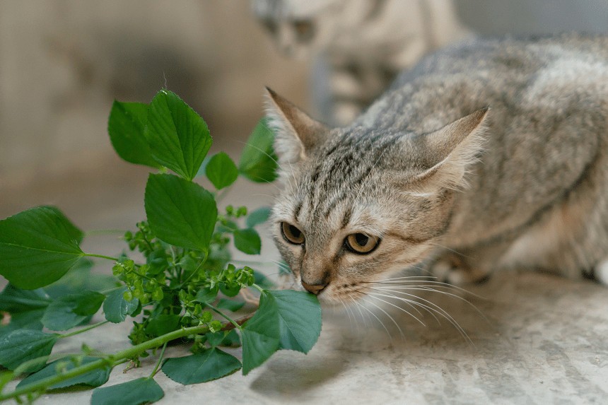 WELCHE DÜFTE MÖGEN KATZEN NICHT? 5 DÜFTE, DIE DIE KATZEN ERSCHRECKEN