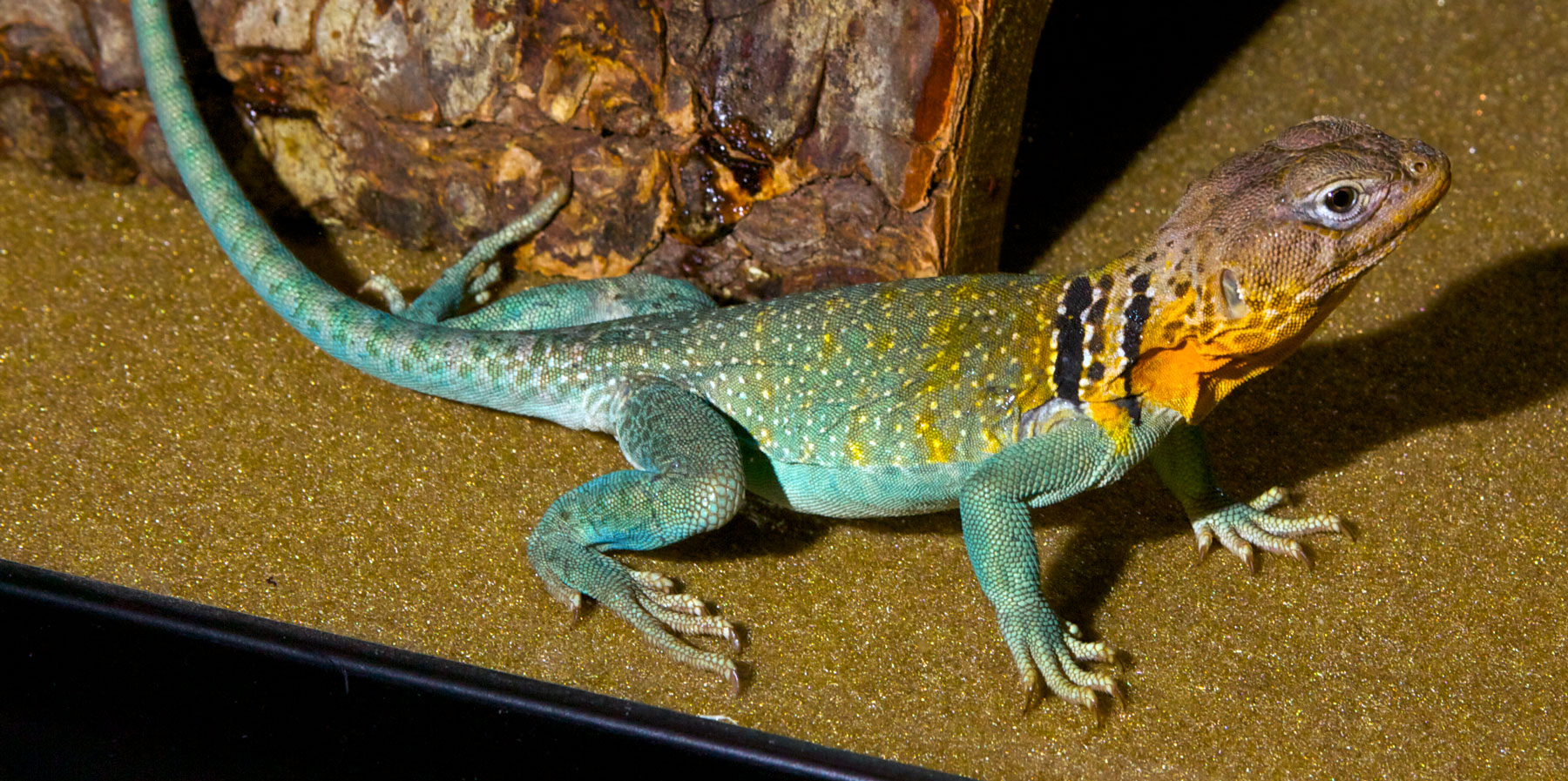 Collared Lizard Zoo Med Laboratories, Inc.
