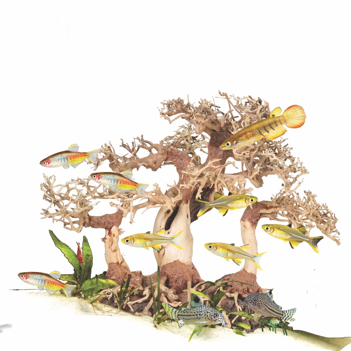 Dragon Bonsai Tree Zoo Med Laboratories, Inc.