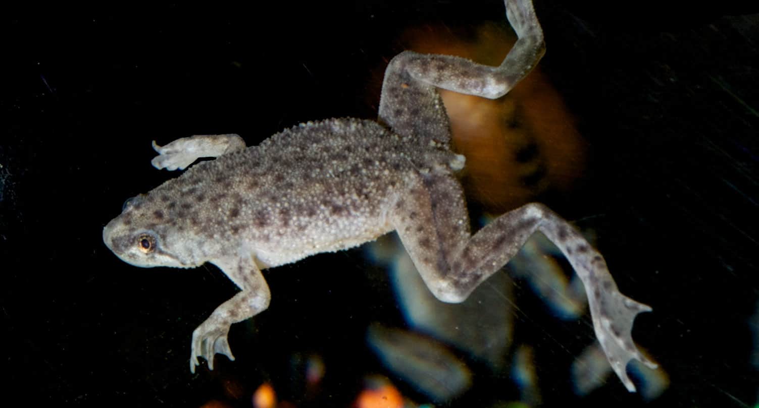 Aquatic Frog Zoo Med Laboratories, Inc.