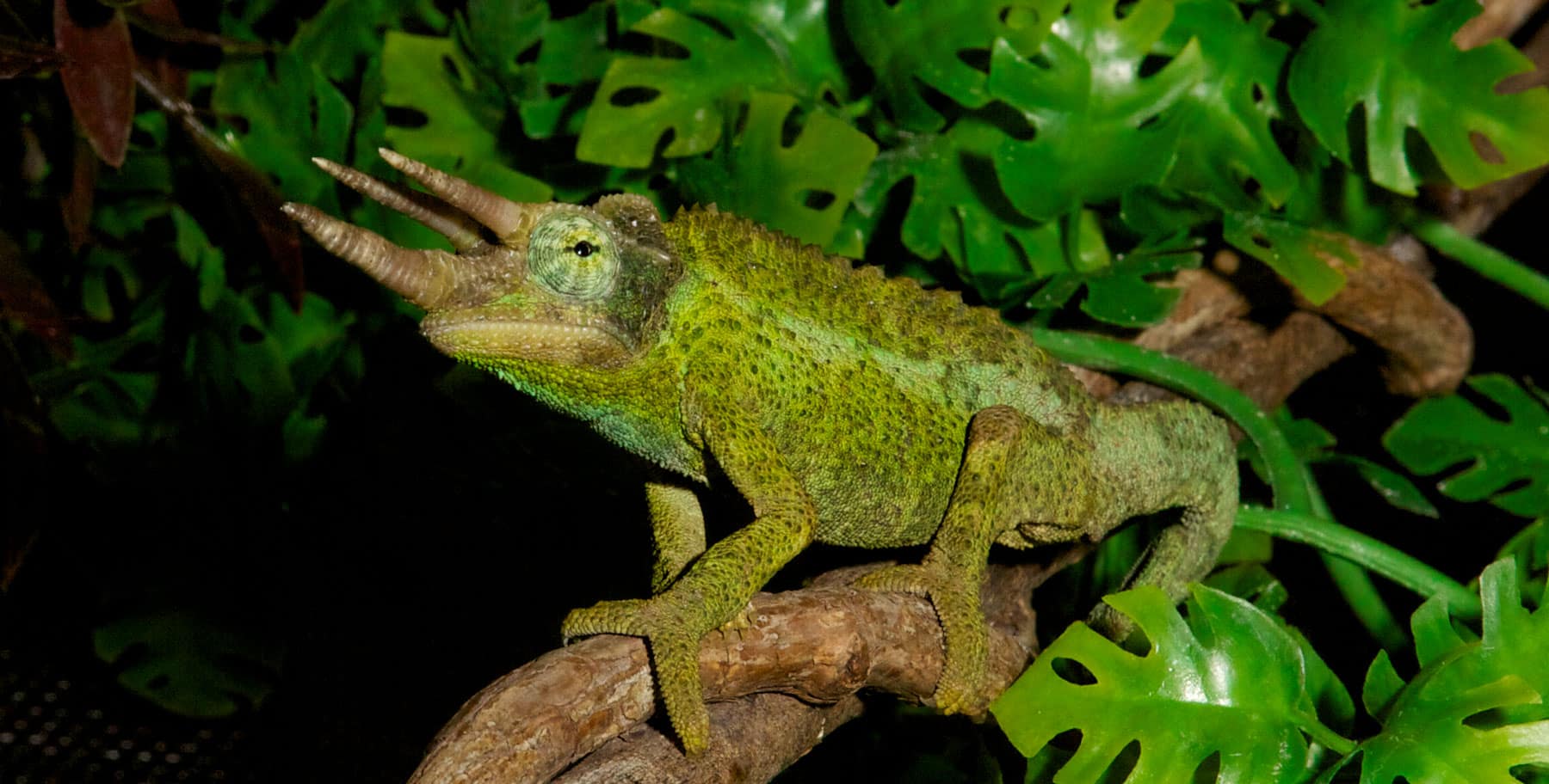 Jackson’s Chameleon Zoo Med Laboratories, Inc.