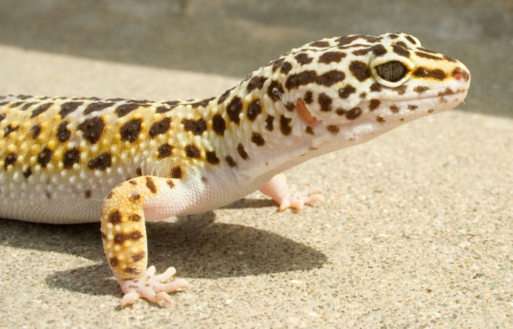 Leopard Gecko Zoo Med Laboratories, Inc.