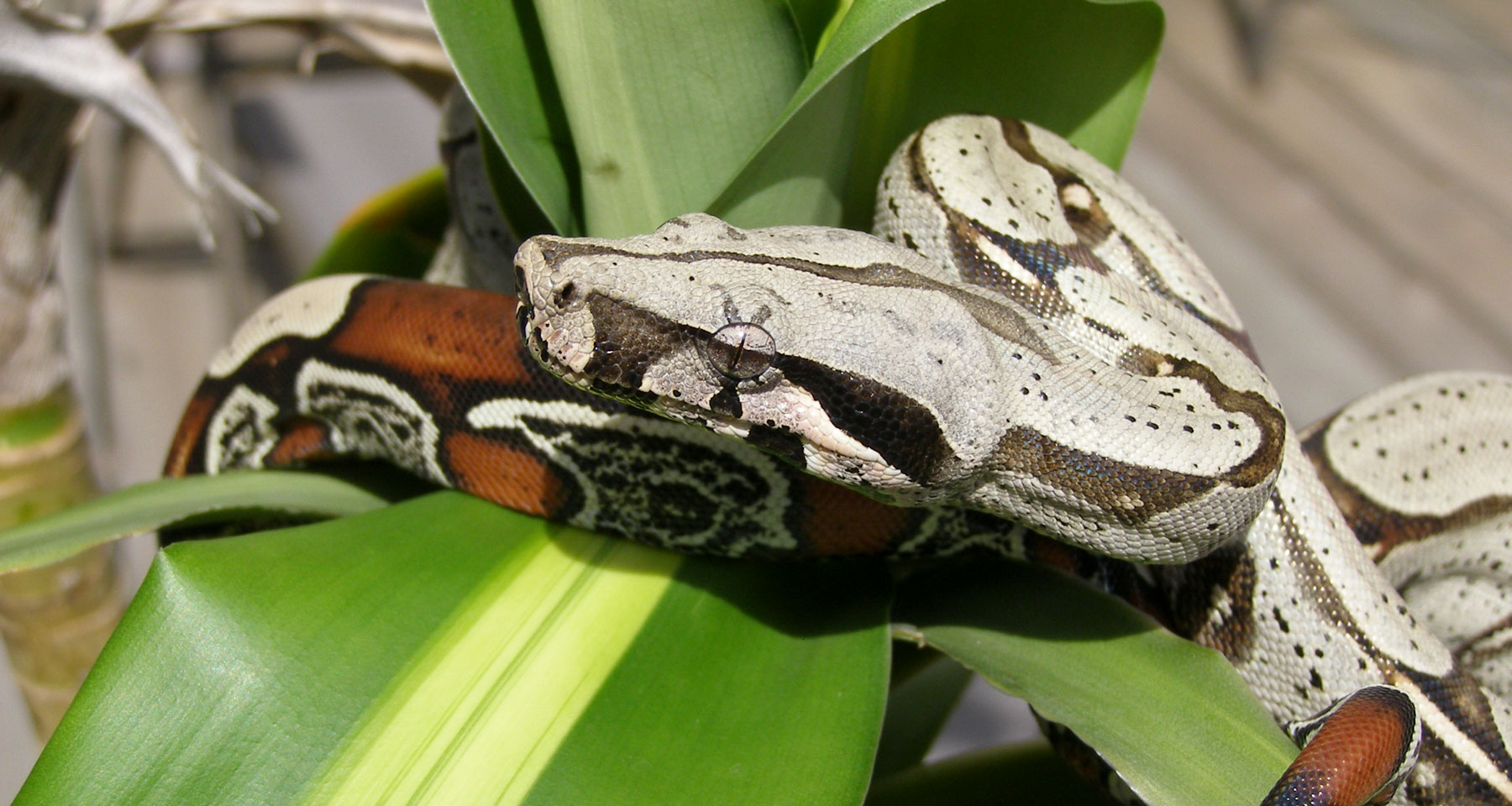 Red Tailed Boa Zoo Med Laboratories, Inc.