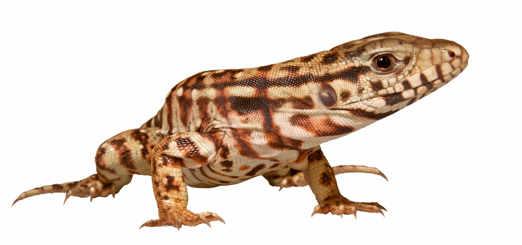 Monitor / Tegu Zoo Med Laboratories, Inc.