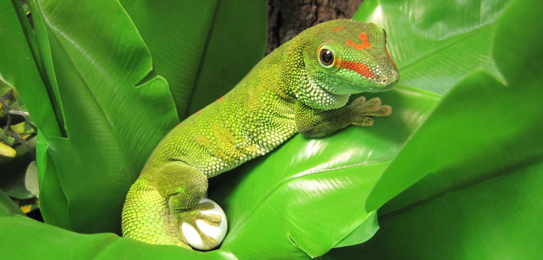 Giant Day Gecko Zoo Med Laboratories, Inc.
