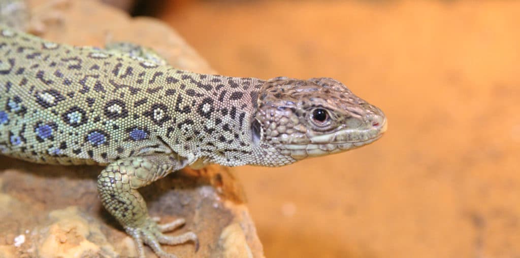 Desert Lizards Zoo Med Laboratories, Inc.
