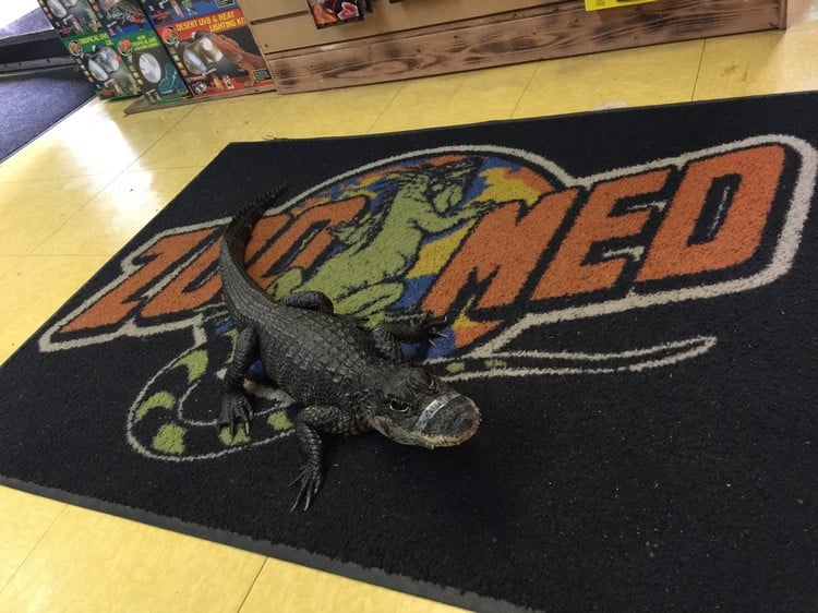 Store of the Month November 2017 Zoo Med Laboratories