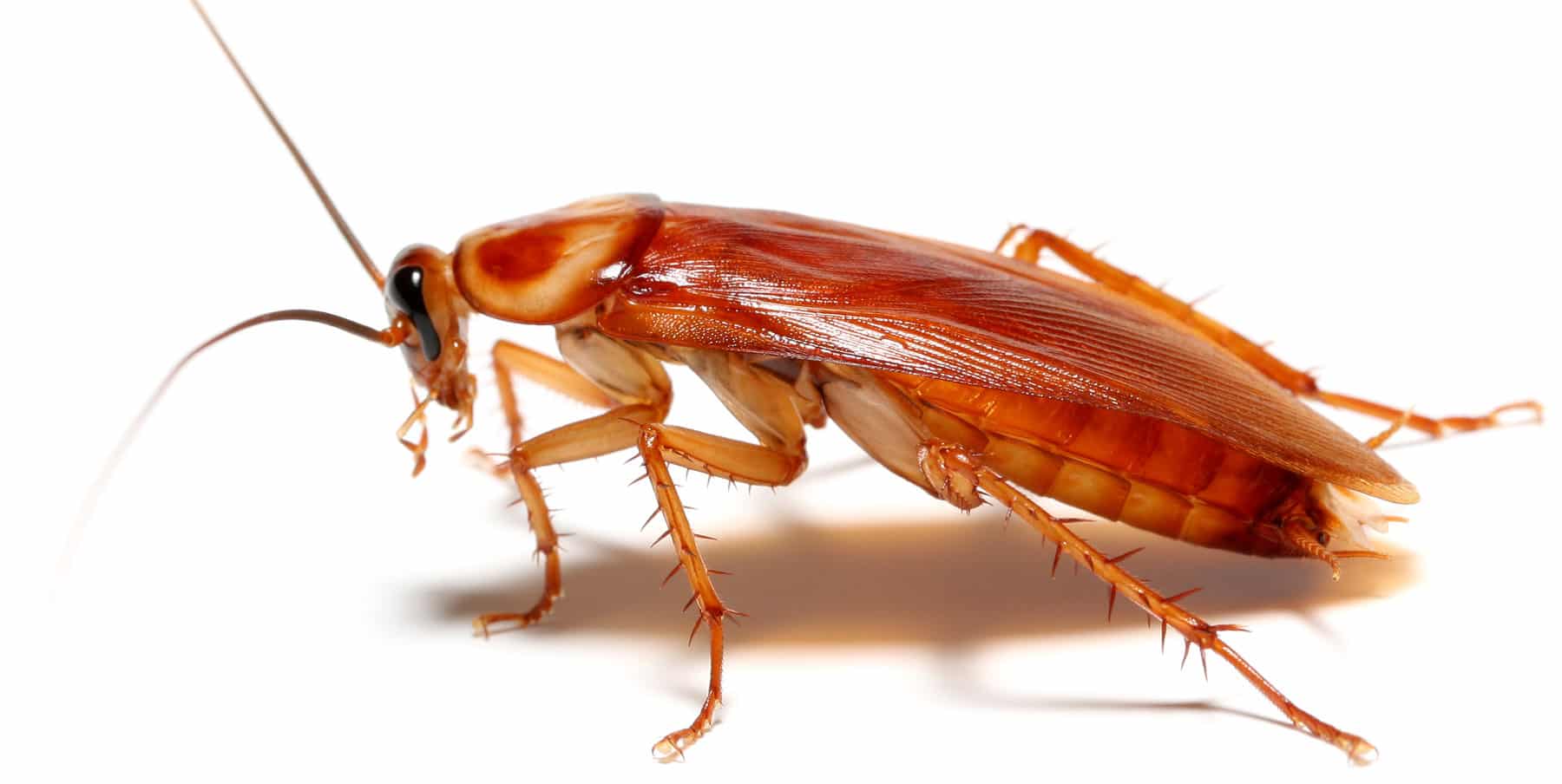 Roaches | Zoo Med Laboratories, Inc.