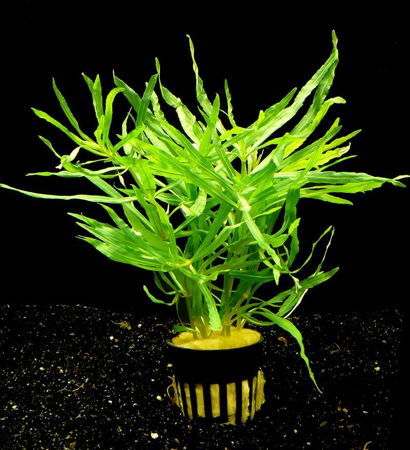 1 Topf Pogostemon Octopus NEU! Aquarienpflanzen für