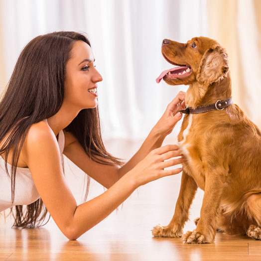 Pet Sitting Near me Los Angeles Hollywood Beverly Hills