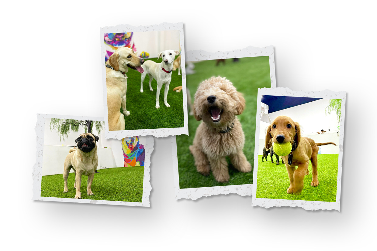 Best Dog Daycare Services in Dubai Zoomies.