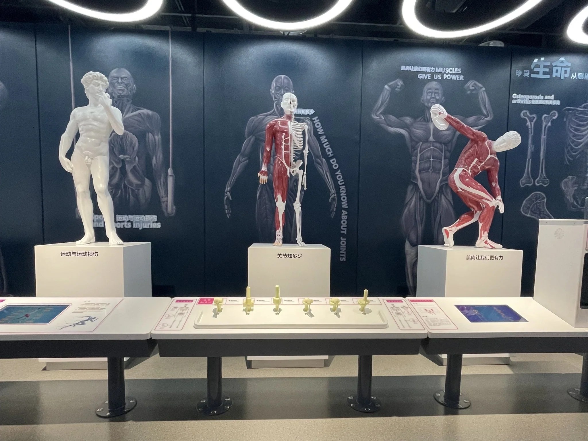 5 Best Interactive Museum Exhibit Human Joints