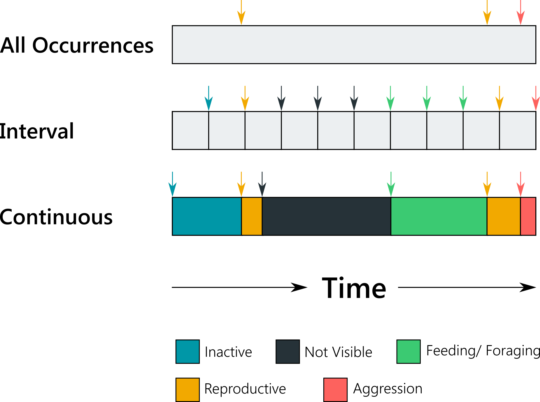 Top 127 + What is focal animal sampling