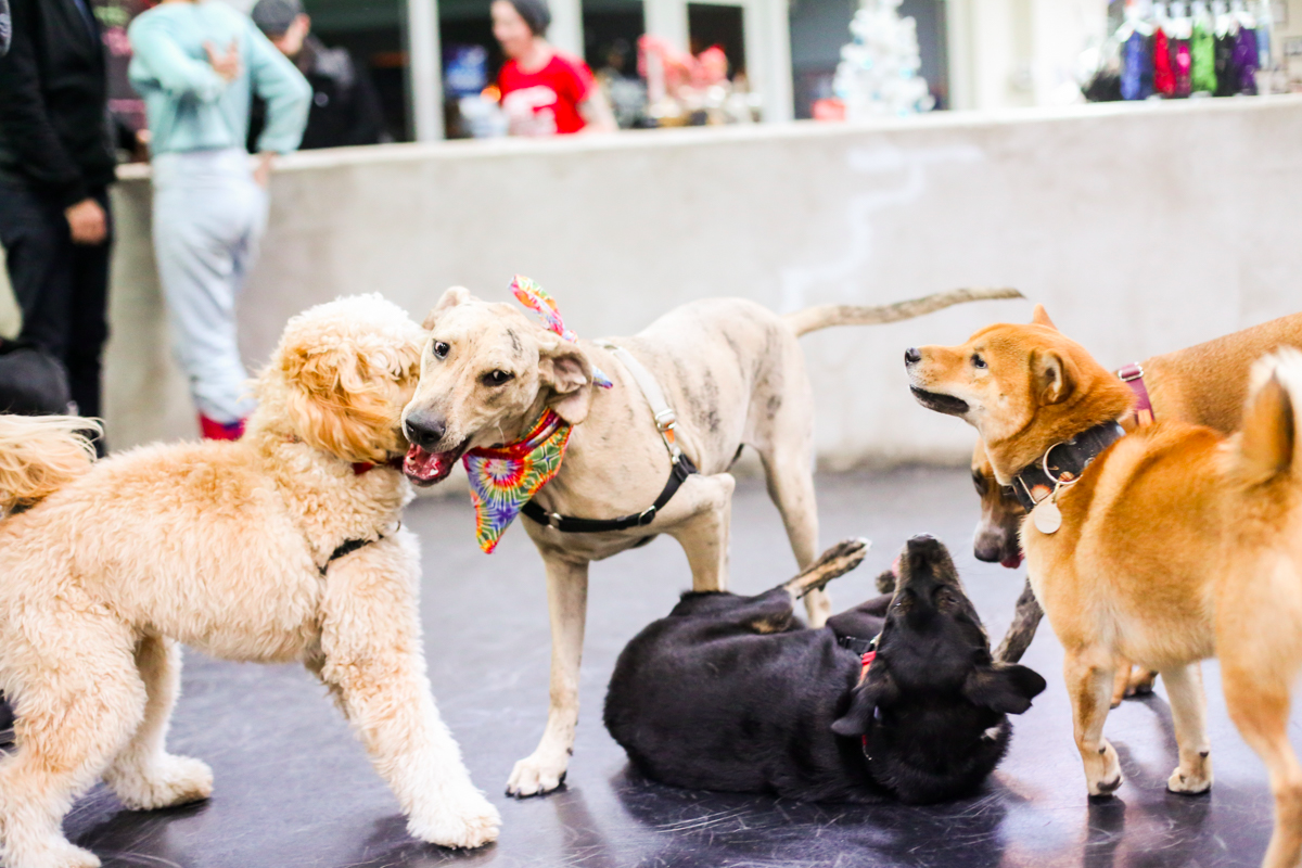 Hamilton the Hound Dog! Zoom Room Dog Training