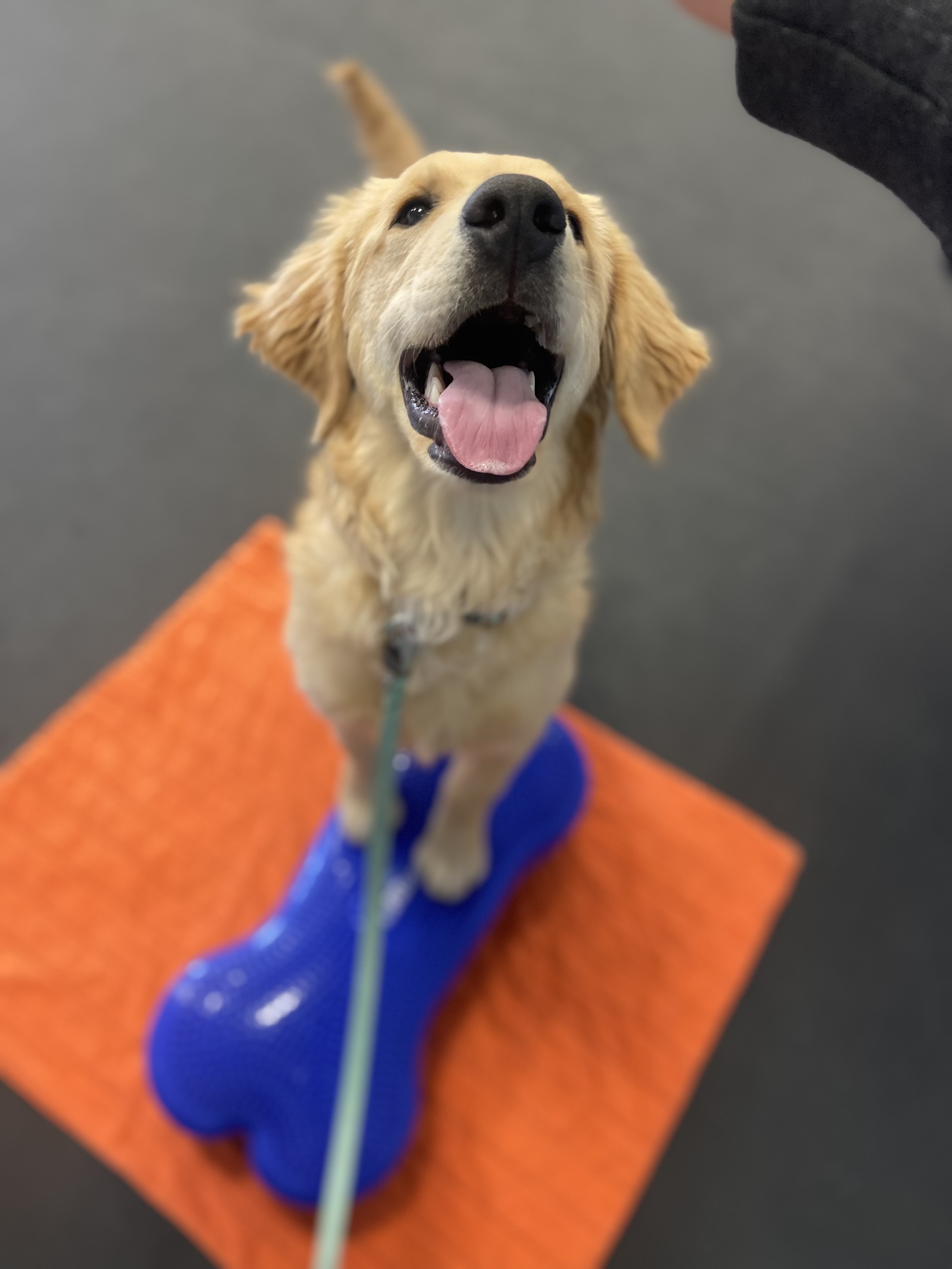 Dog Training Reno Summit Agility Obedience Puppy Zoom Room Dog