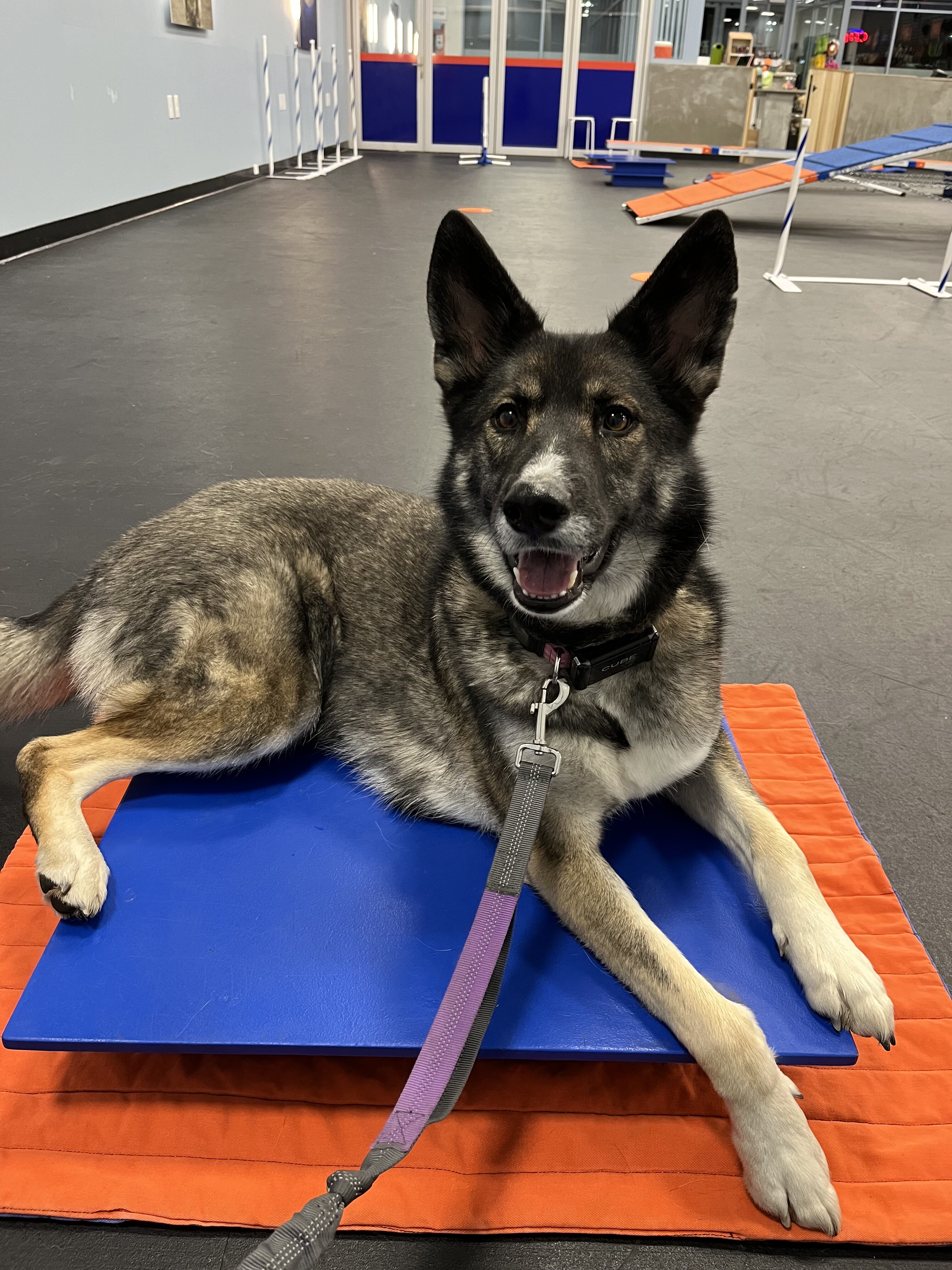Dog Training Reno Summit Agility Obedience Puppy Zoom Room Dog