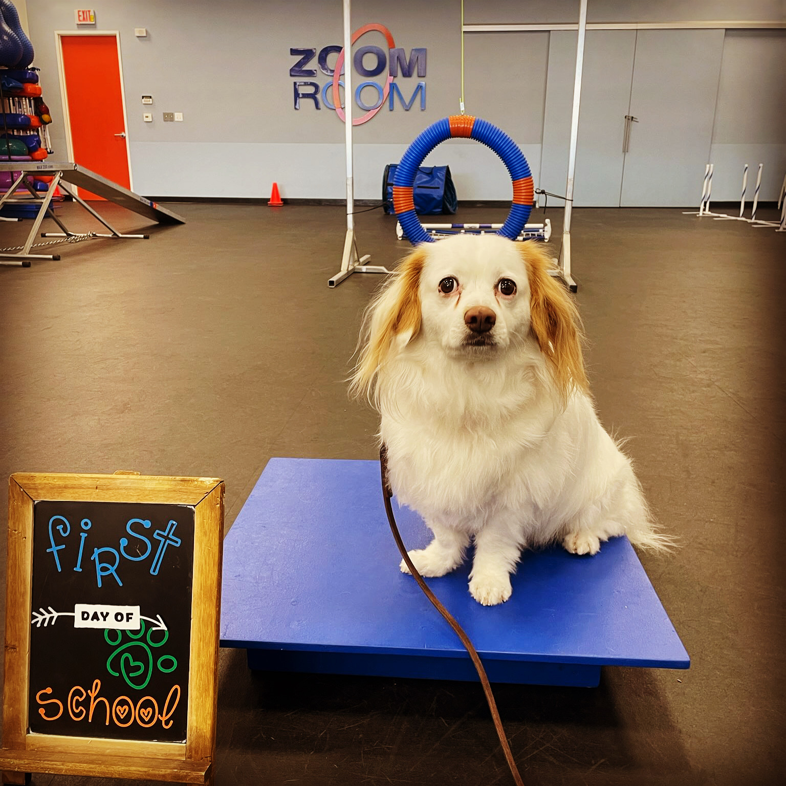 Dog Training Reno Summit Agility Obedience Puppy Zoom Room Dog
