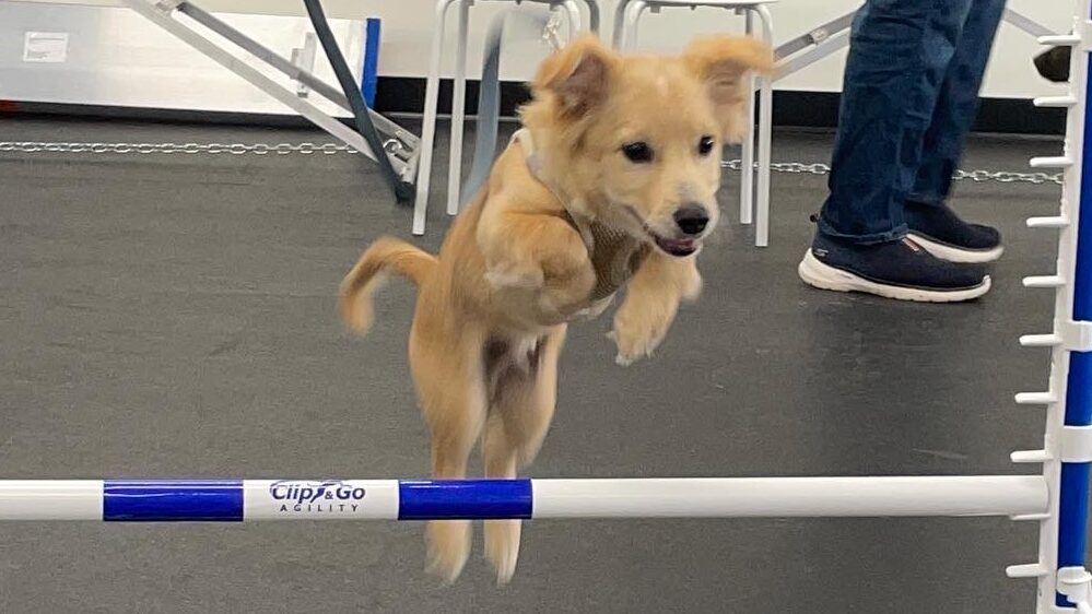 How Wide Are Dog Agility Jumps
