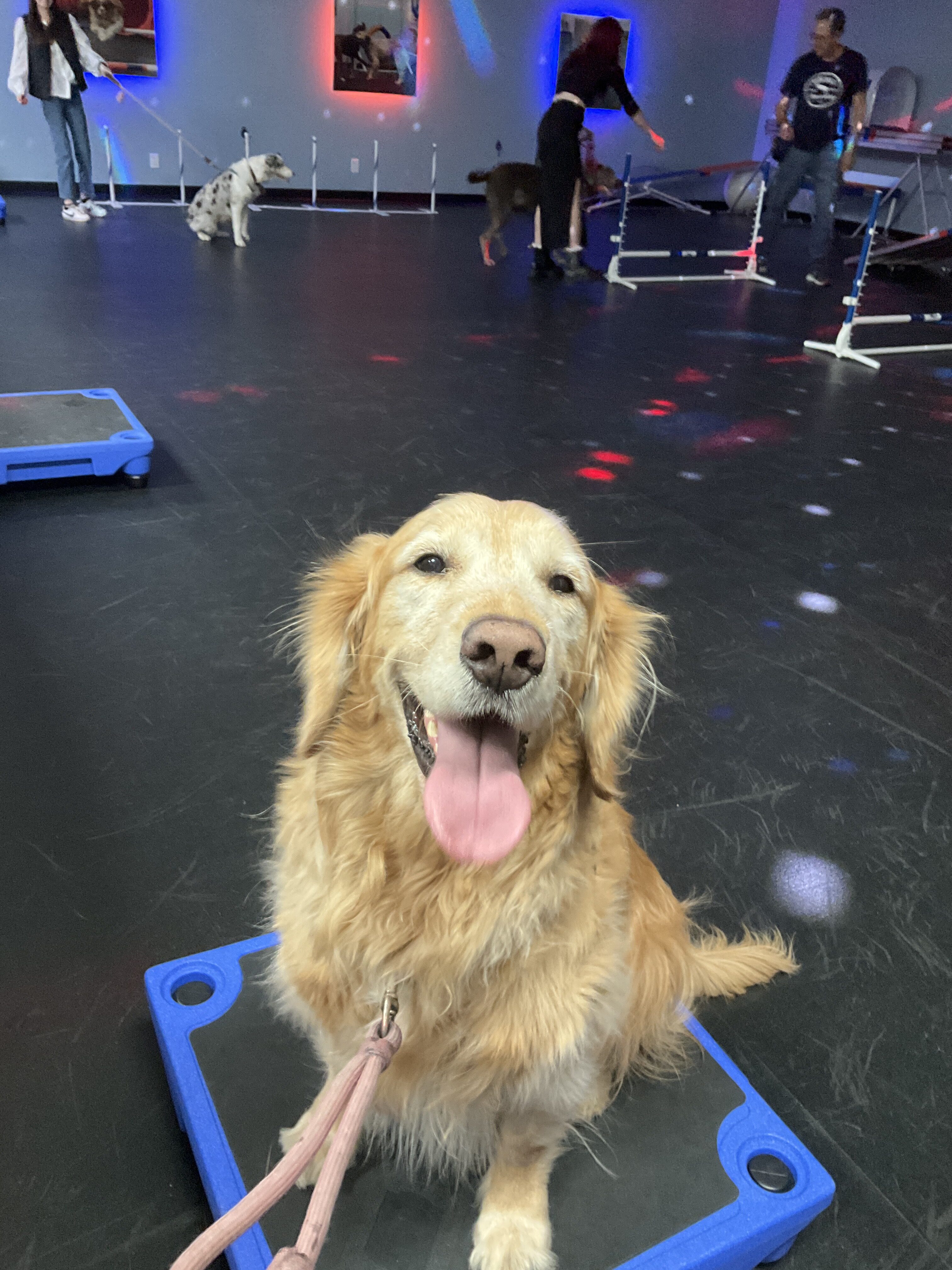 Dog Training Long Beach Agility Obedience Puppy Zoom Room Dog