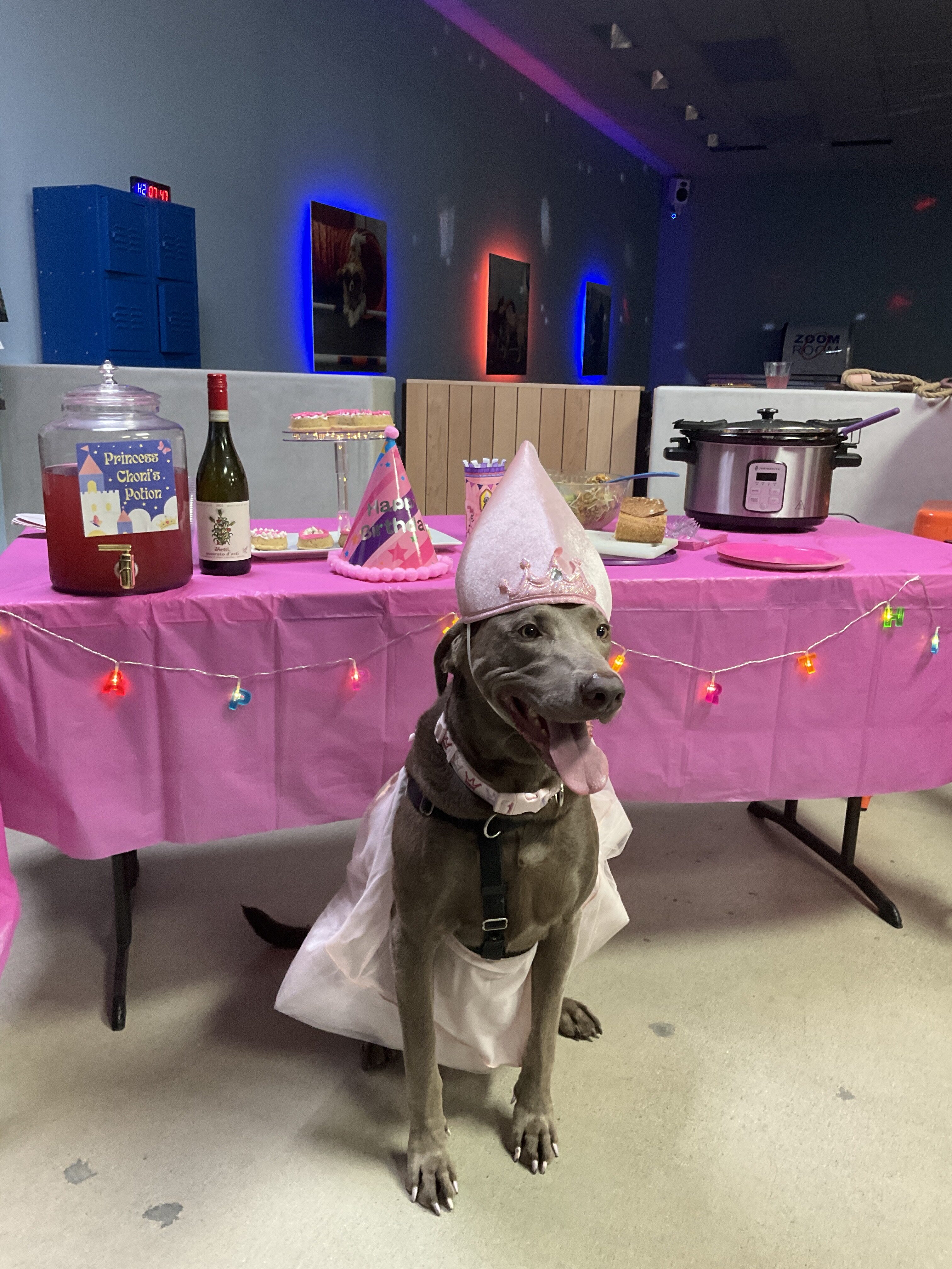 Dog Training Long Beach Agility Obedience Puppy Zoom Room Dog