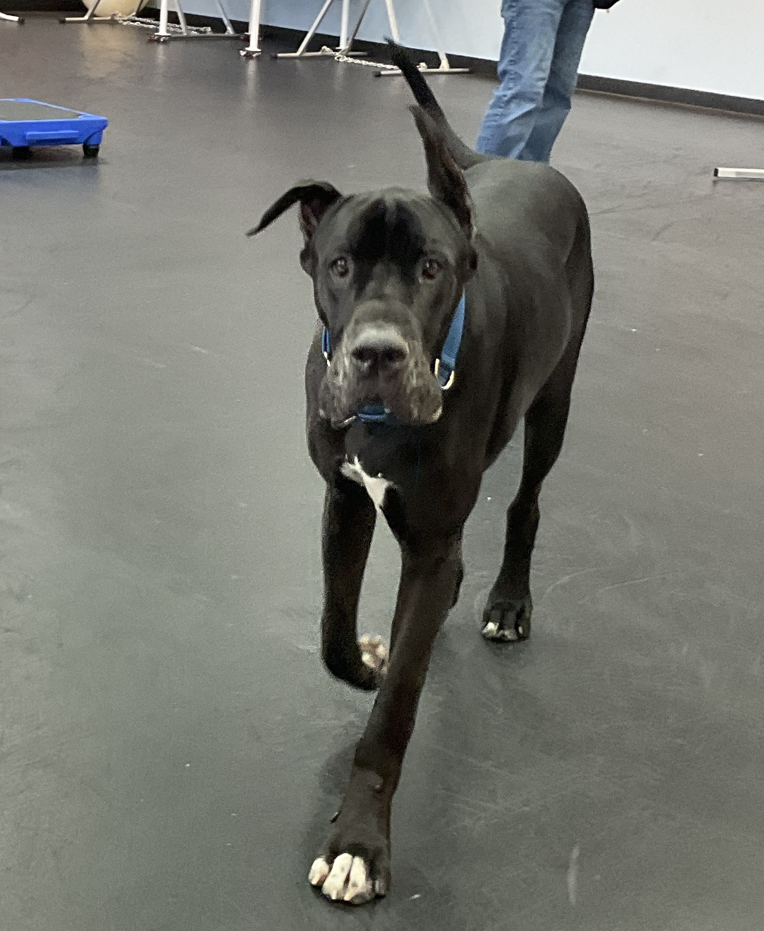 Dog Training Long Beach Agility Obedience Puppy Zoom Room Dog