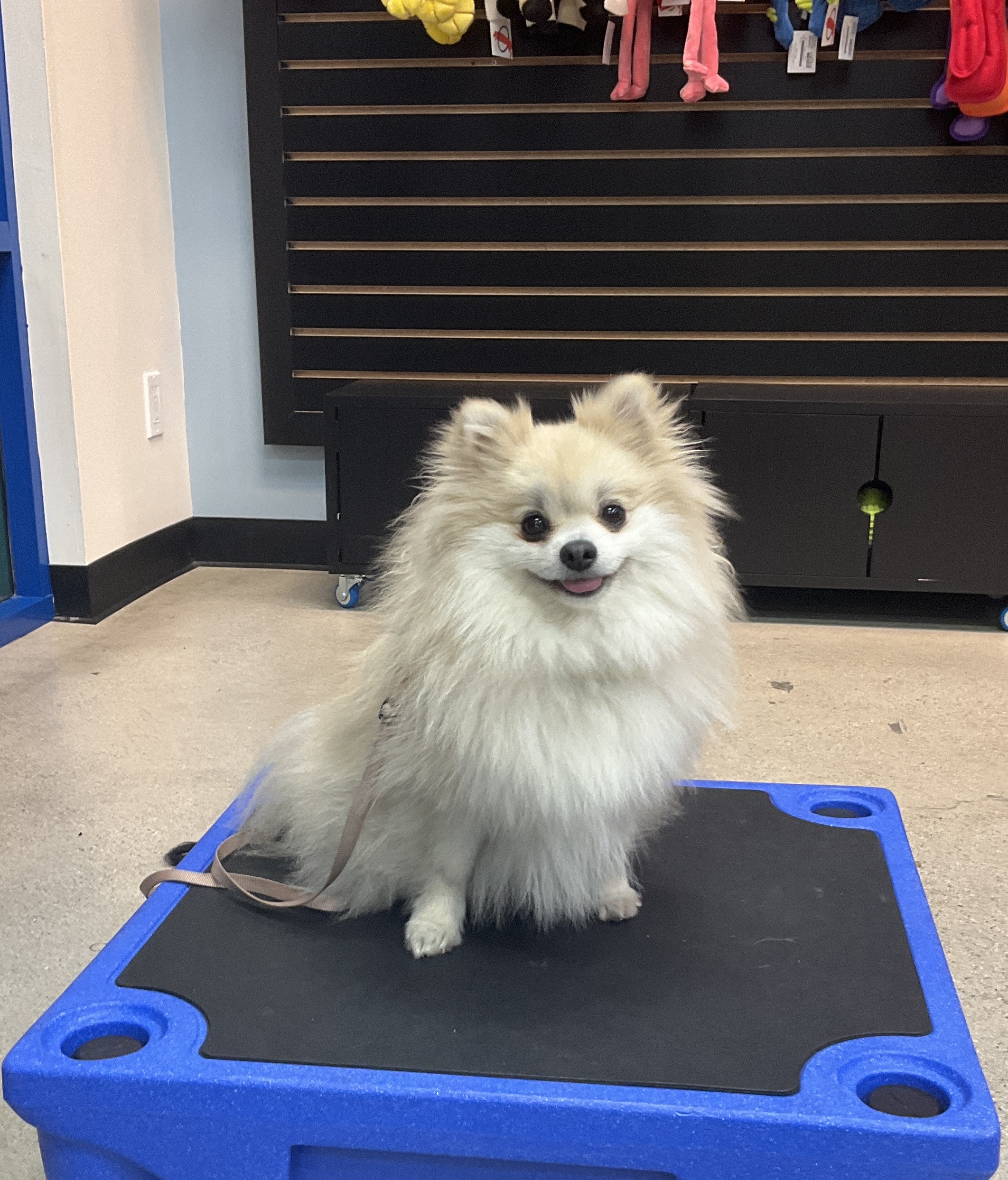 Dog Training Long Beach Agility Obedience Puppy Zoom Room Dog