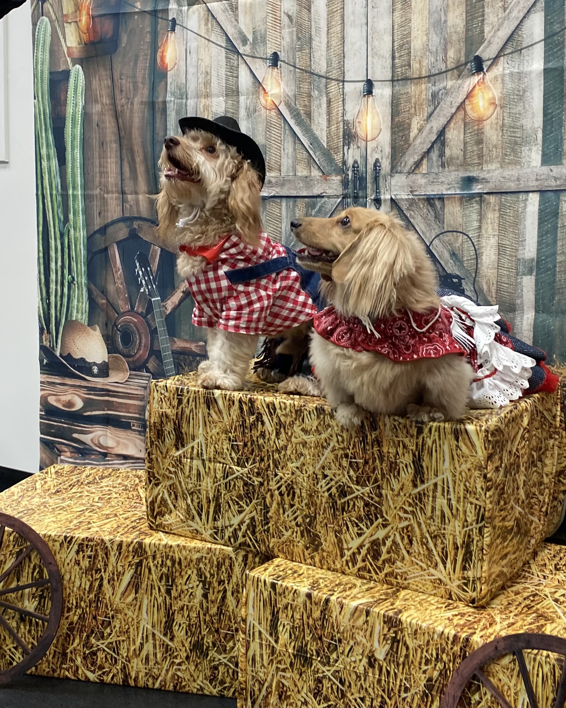 Dog Training Long Beach Agility Obedience Puppy Zoom Room Dog