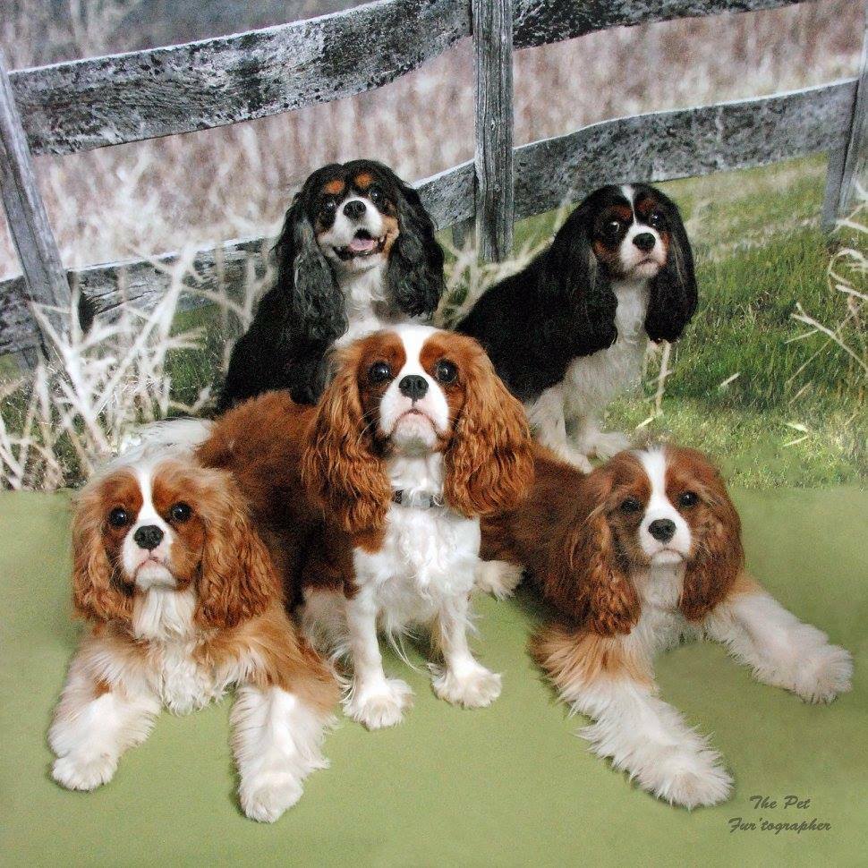 The Single Best Dog Breed for Renters Zoom Room Dog Training