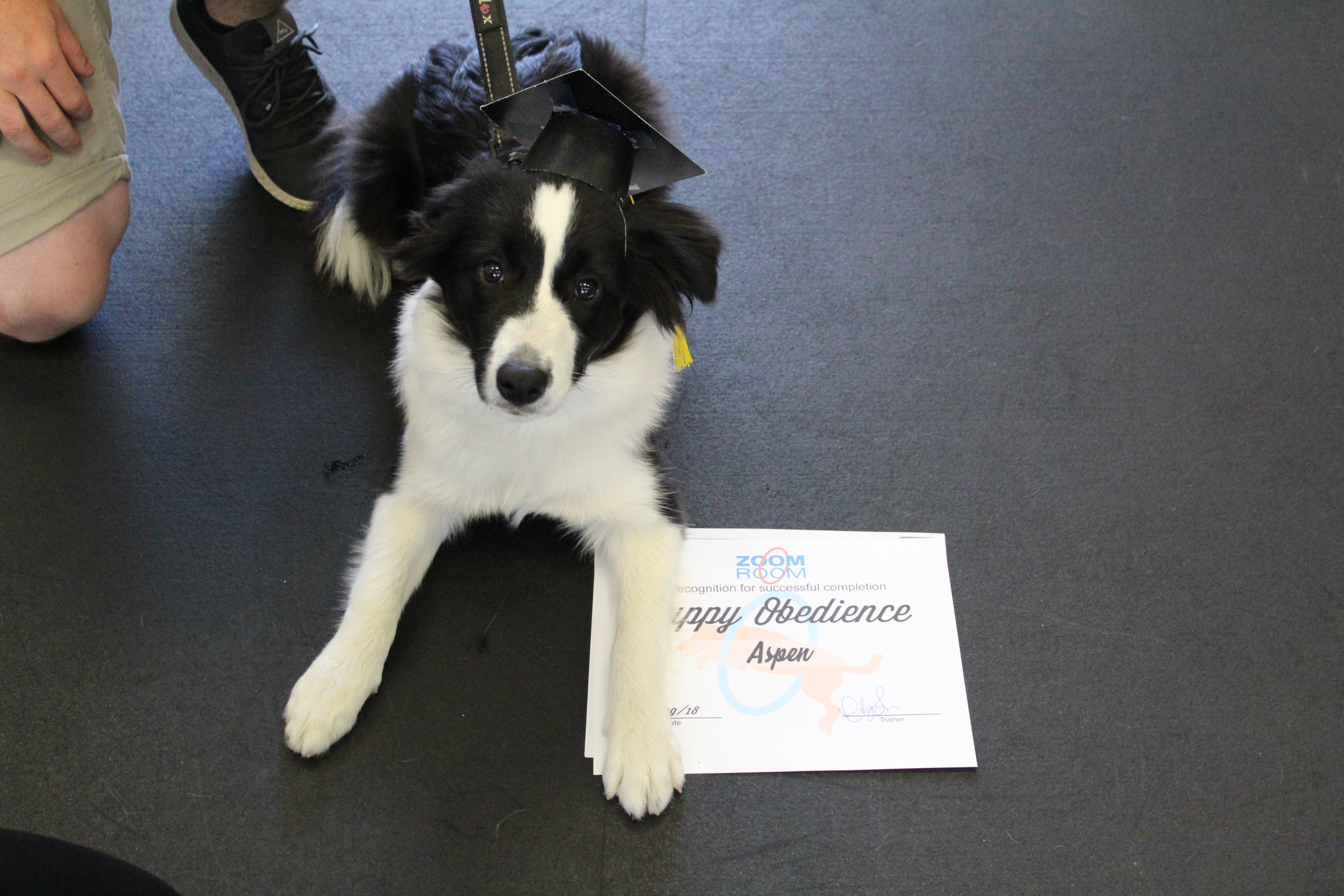 Aspen Zoom Room Dog Training