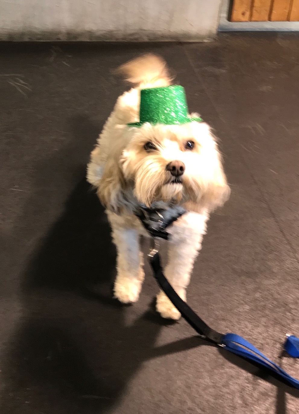 Baxter Zoom Room Dog Training