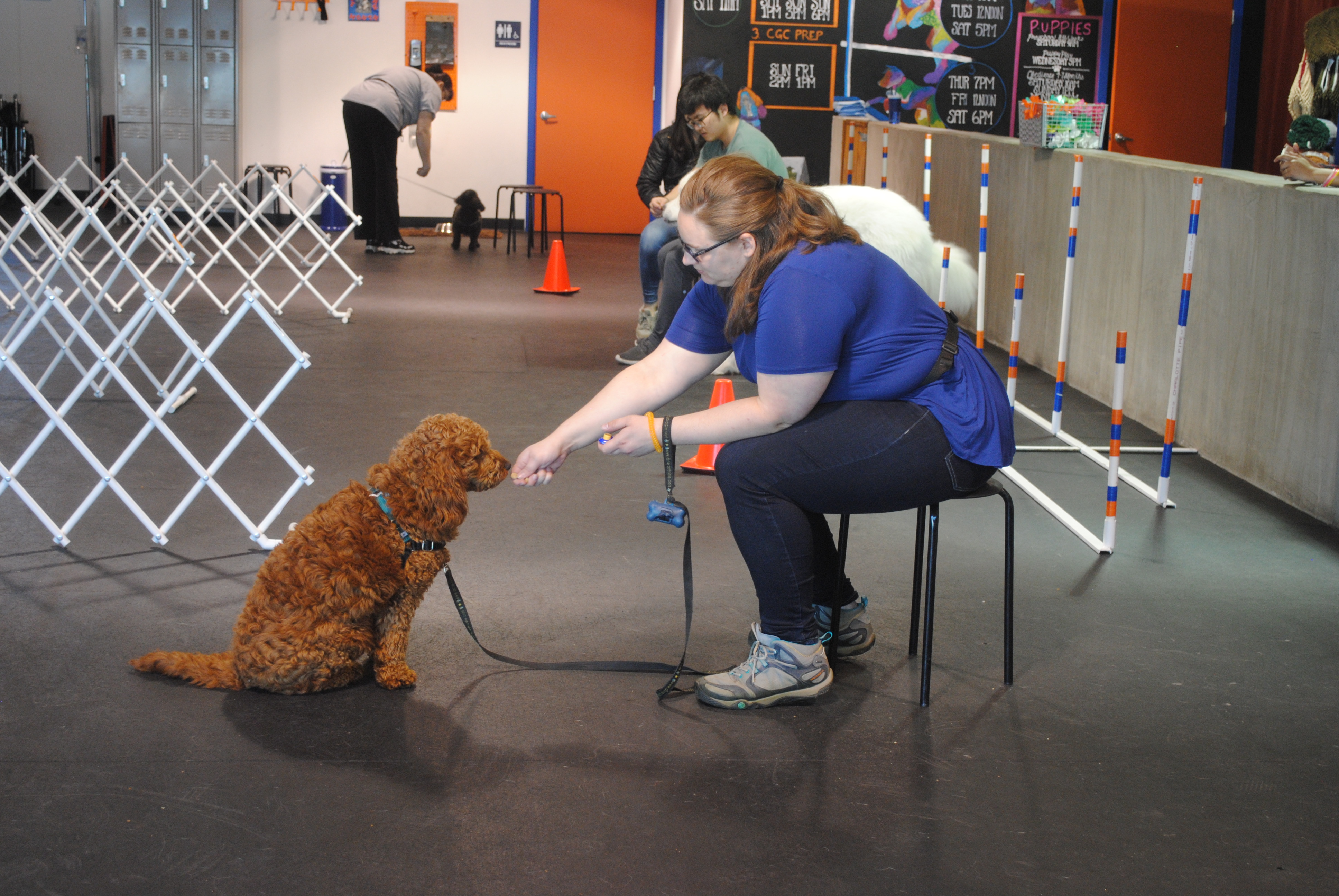 Seattle Dog Training Agility Obedience Puppy Pet Supplies