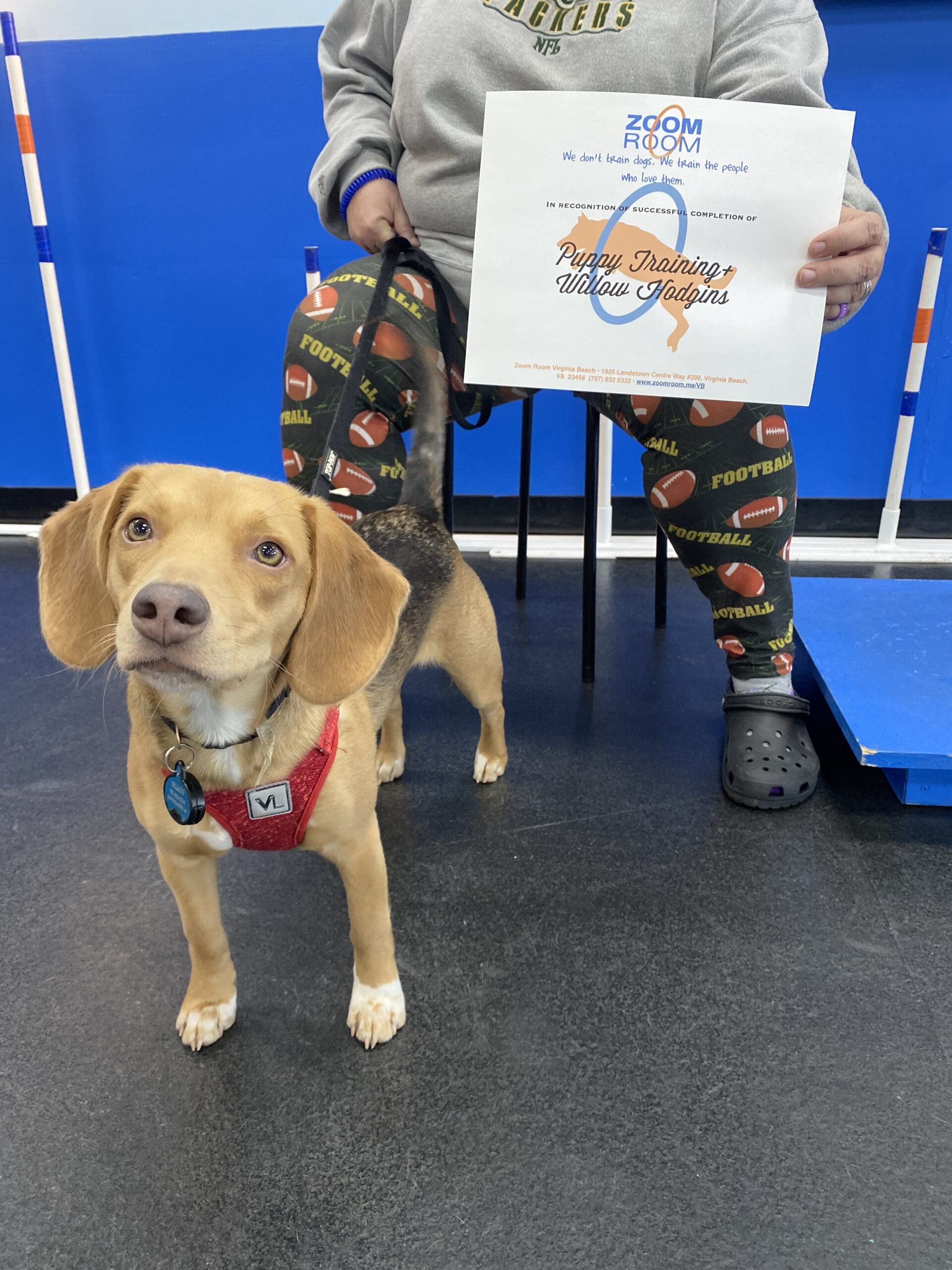 Virginia Beach Dog Training Agility Obedience Puppy Zoom Room