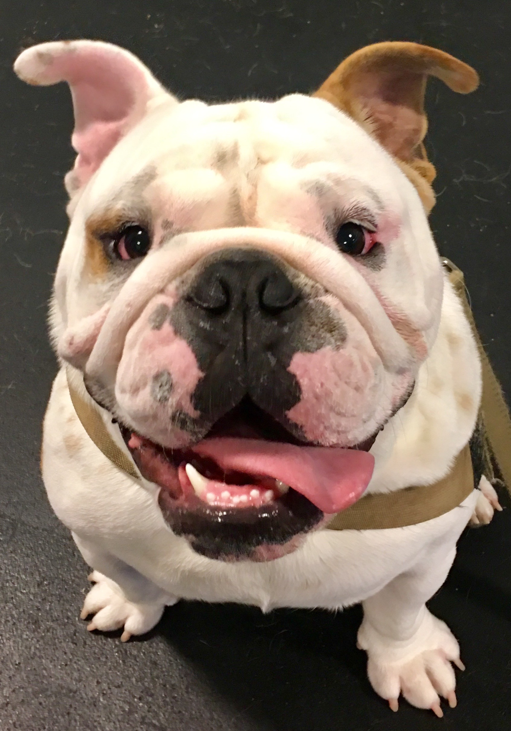 Belmont Dog Training Agility Obedience Puppy Pet Supplies