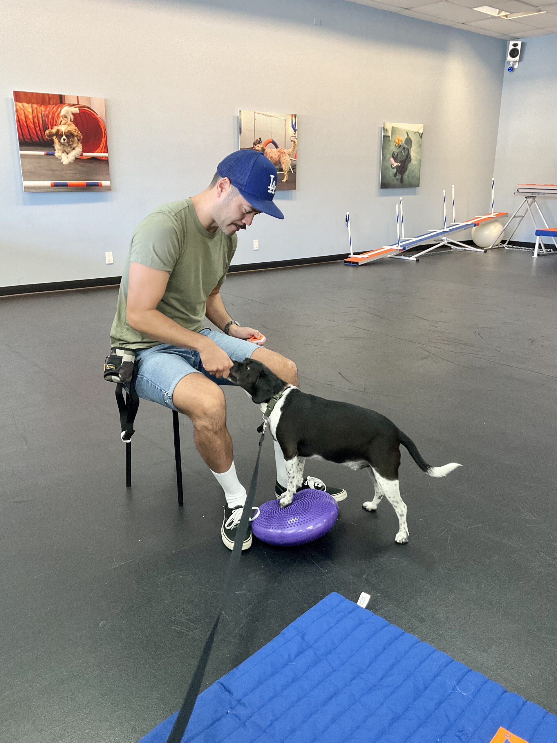 Dog Training Long Beach Agility Obedience Puppy Zoom Room Dog
