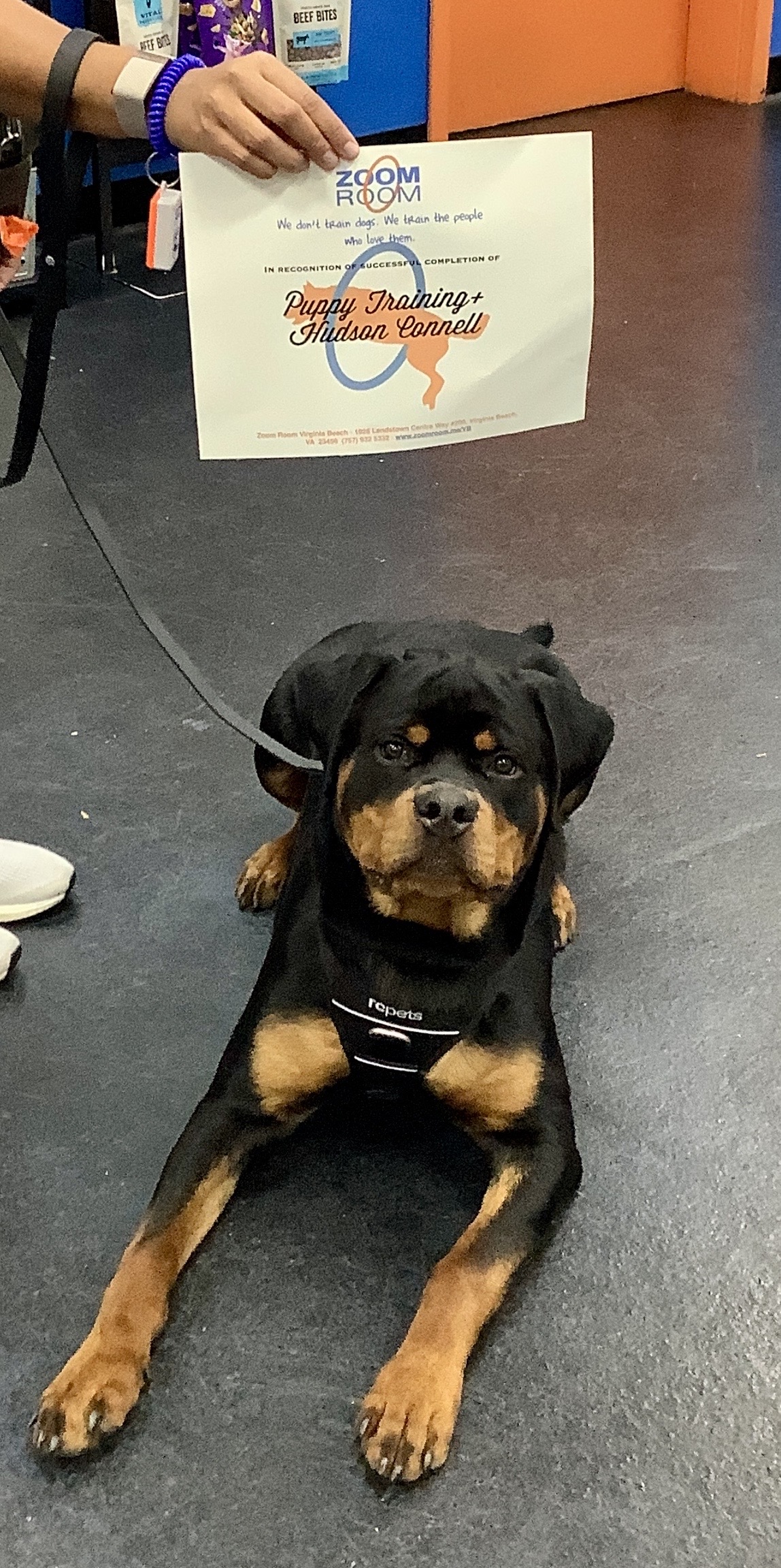 Hudson Zoom Room Dog Training