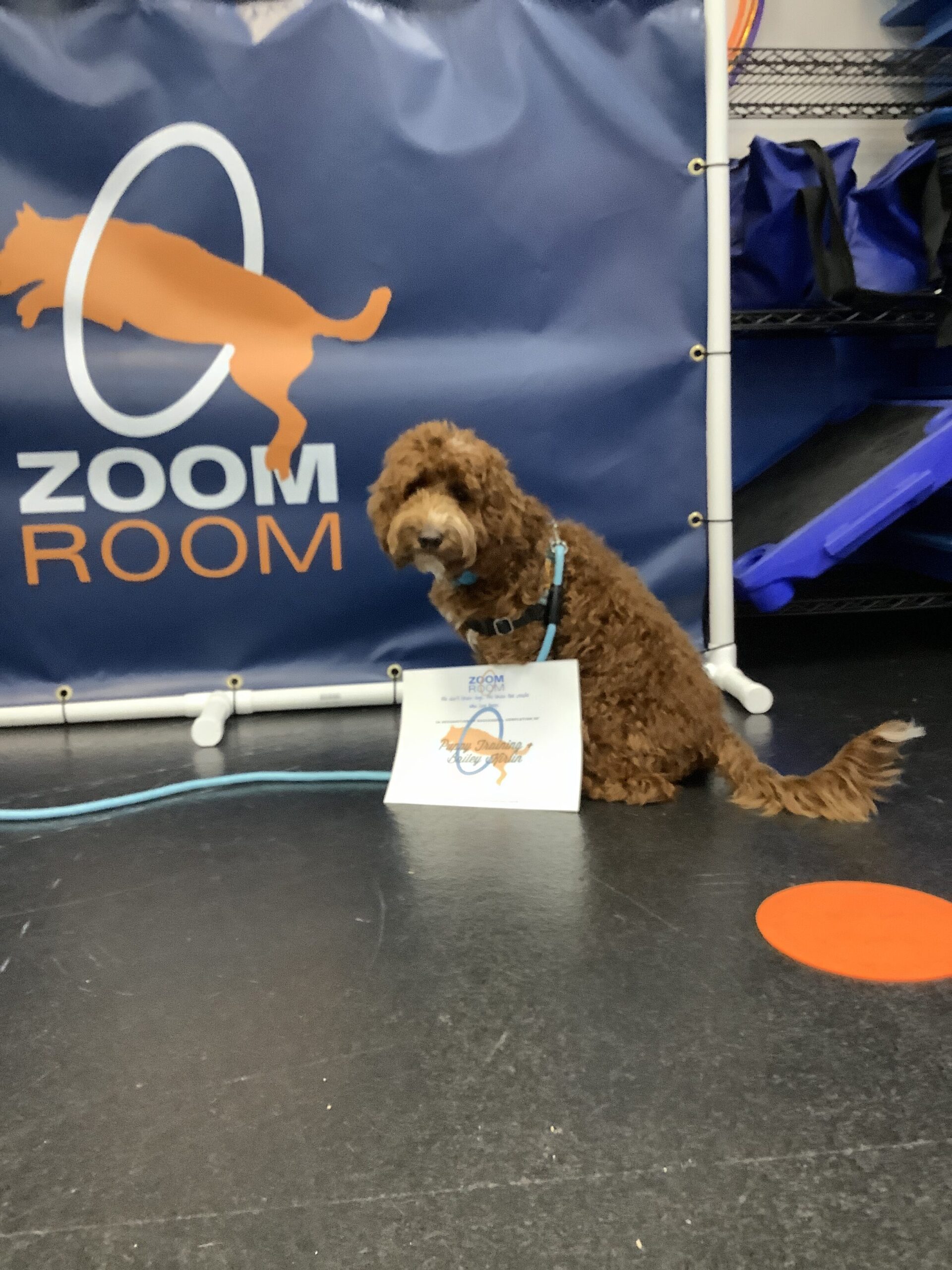 Virginia Beach Dog Training Agility Obedience Puppy Zoom Room